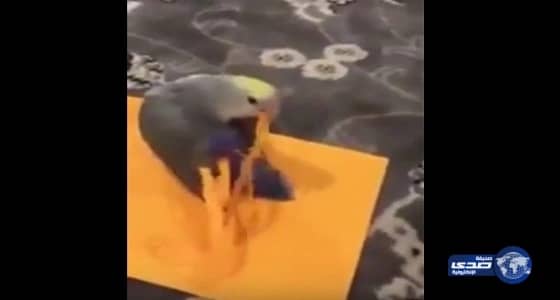 بالفيديو.. سيدة تحطم سلك سماعة أثناء تشغيل «شيلة» في حديقة عامة