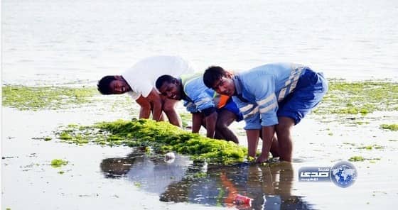 أمانة جدة تزيل طحالب الكورنيش
