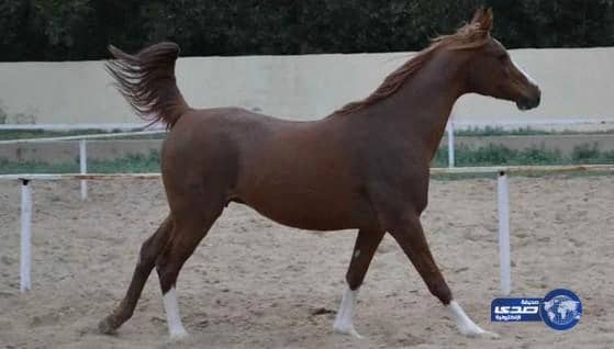 اتهام مزارع بممارسة الجنس على فرس واجهاضه