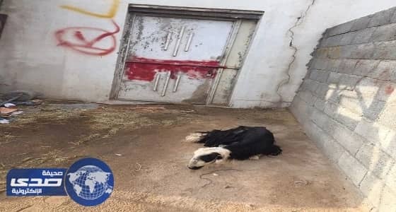 أغنام هزيلة تغلق ملحمة في نجران