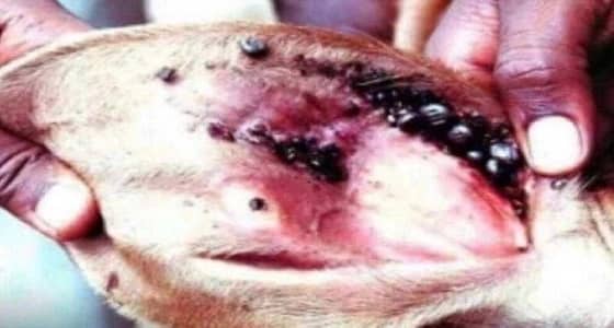 البيئة: تنفي شائعة فيروس آذان المواشي