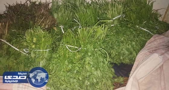 بالصور.. أمانة الشمالية تضبط أعشاب وخضروات ملوثة بالمبيدات