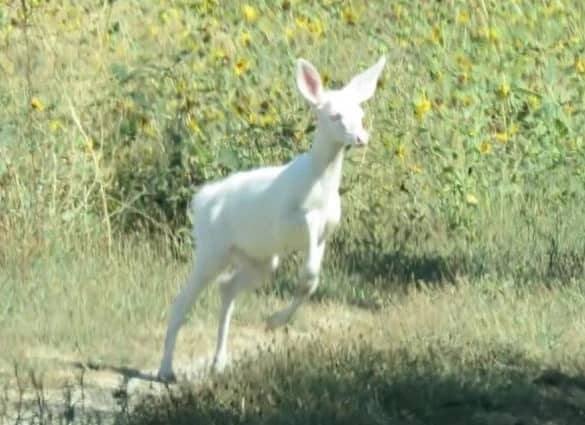 بالفيديو.. «الغزلان البيضاء» ظهور نادر ومحاولات استنساخ