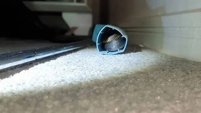 فتاة تتفاجأ بثعبان سام مختبئ داخل جهاز الاستنشاق الخاص بها