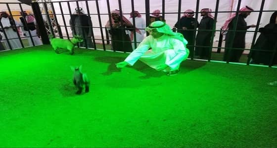 بالفيديو.. 12 ألف ريال لـ " جفر صغير " في مهرجان الأغنام