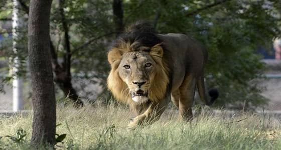 بالفيديو.. رجل يقتحم « عرين الأسد » والأخير يهاجمه