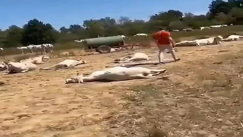 شاهد.. نفوق المئات من الأبقار في إيطاليا