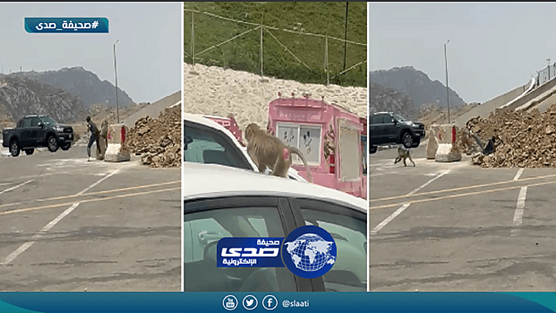 بالفيديو والصور.. القرود تعتدي على طفل وشاب في منتزه الحسام بالباحة