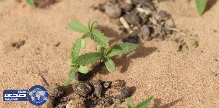 القبض على مِصريَّيْن تورطا في زراعة « القنب الهندي » بالقصيم