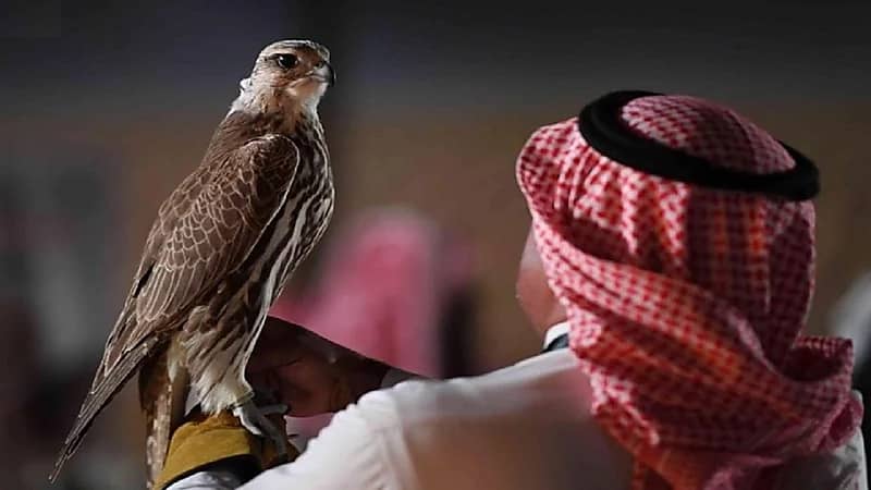 بالفيديو .. انطلاق المزاد الدولي لمزارع إنتاج الصقور في ملهم