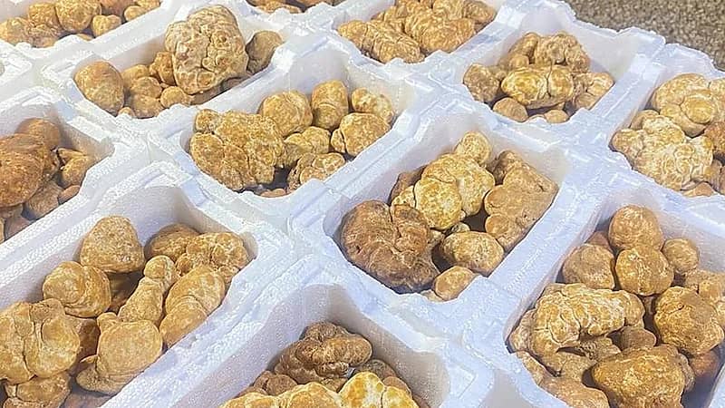 "سوق الفقع" أسعار متفاوتة وإقبال مبكر في طريف