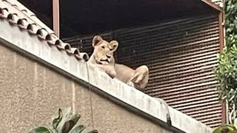 أسد يثير الرعب في فيلا رجل أعمال ..صور