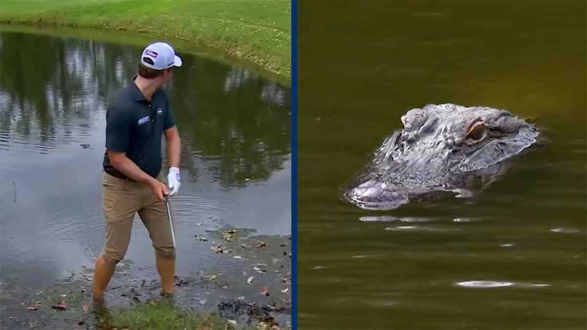 تمساح يثير الذعر في بطولة غولف بعد اقترابه من لاعب أثناء التسديد .. فيديو
