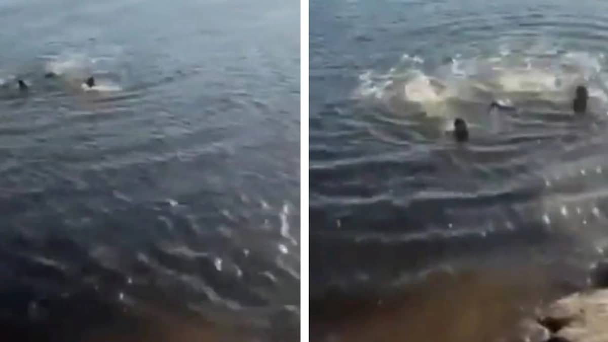 إنقاذ درامي لامرأة عراقية ألقت بنفسها في النهر .. فيديو