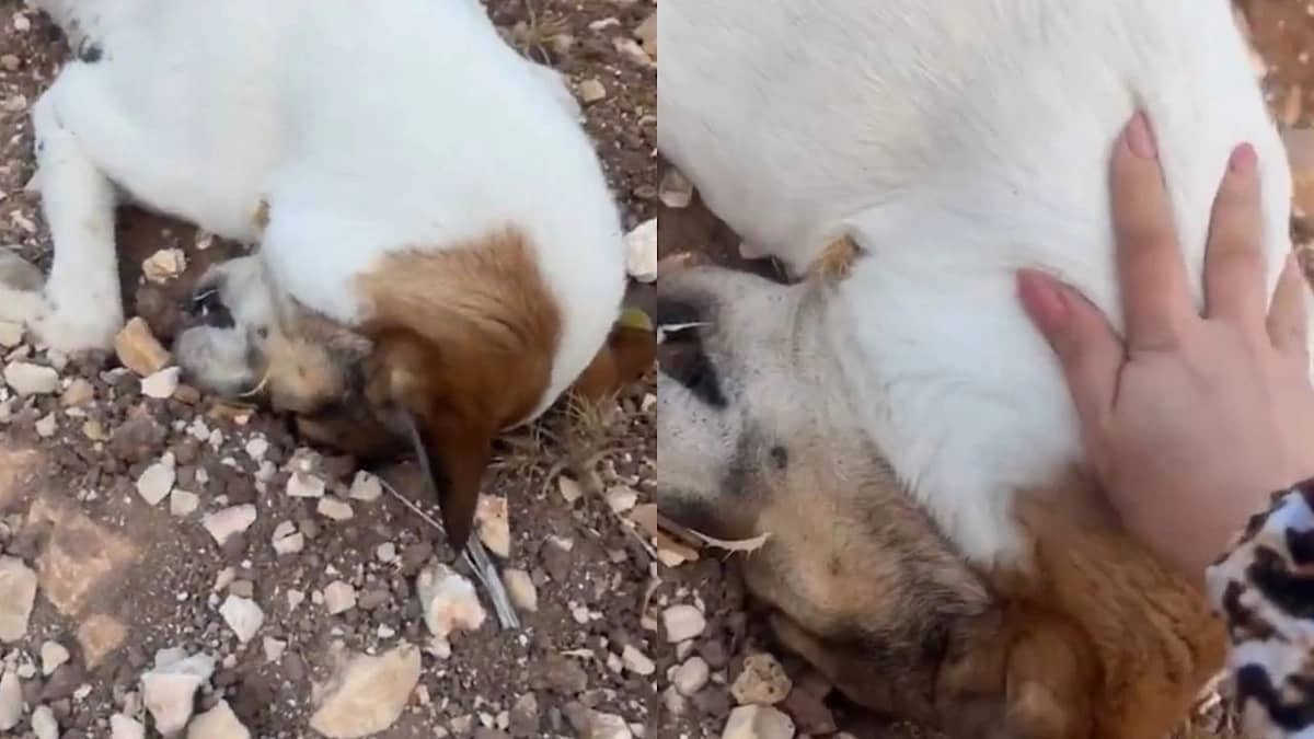 فيديو مؤثر لامرأة تنهار بالبكاء بعد العثور على كلبتها مقتولة بعد رعايتها 10 أشهر