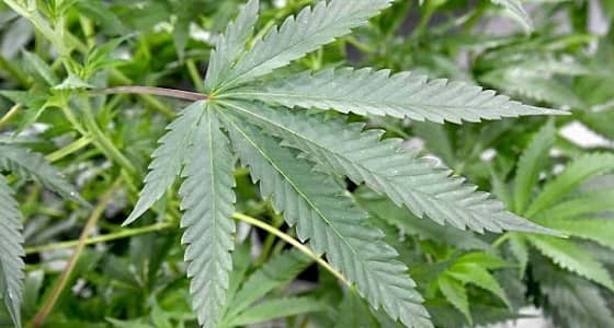 احتجاز زوجين مسنين لحوزتهما " الماريجوانا " بأمريكا