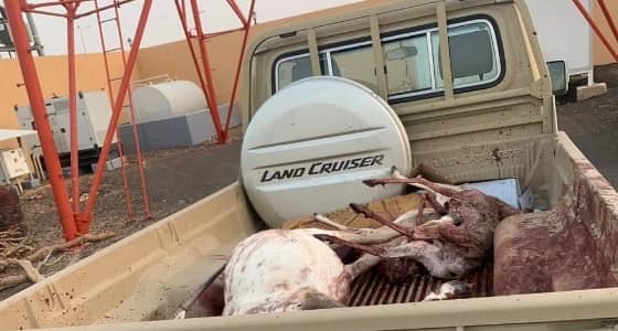 ضبط مخالف اصطاد مها عربيًا و2 من ظباء الريم في عروق بني معارض