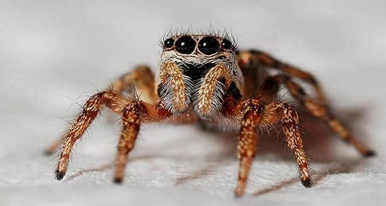 شاب يربي عنكبوتاً للتخلص من حماته