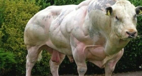 بالفيديو.. أضخم ثور بالعالم