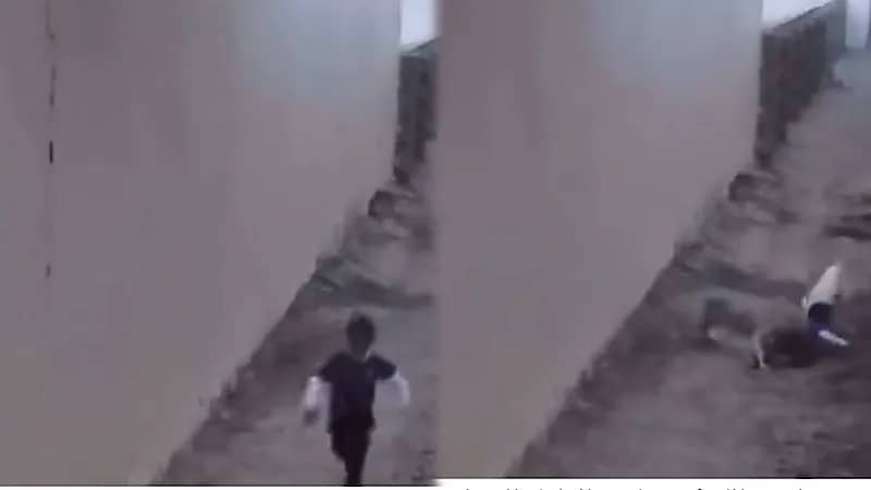 نجاة طفل من هجوم كلاب مسعورة في نجران .. فيديو