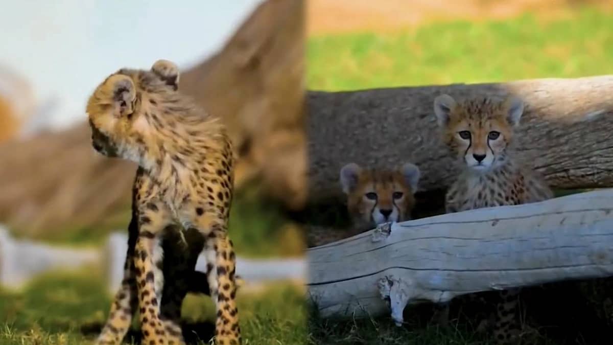 ولادة 4 أشبال من الفهد الصياد .. فيديو