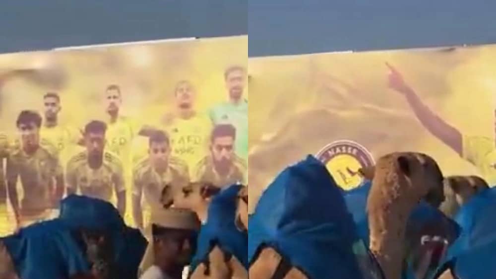 غازي الذيابي يستعرض النوق الخاصة به وهي تحمل صور لاعبي النصر .. فيديو