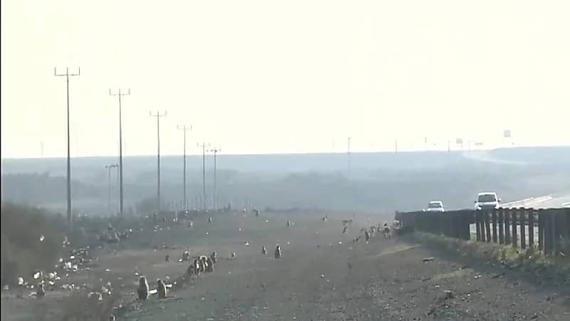 الحياة الفطرية .. إطعام قرود البابون واستلطافها يسبب خللاً في التوازن البيئي (فيديو)