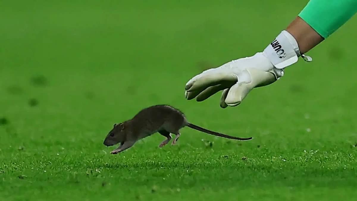 فأر يراوغ كورتوا داخل الملعب خلال فوز بلجيكا على ويلز.. فيديو