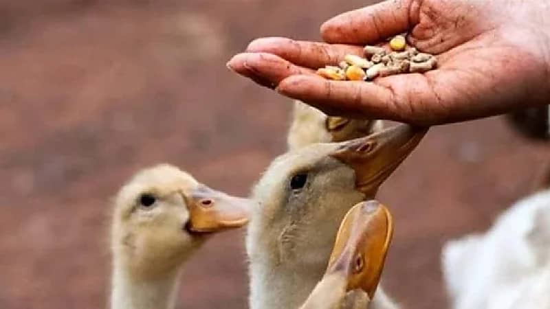 القضاء البريطاني يجرم امرأة بسبب إطعام البط