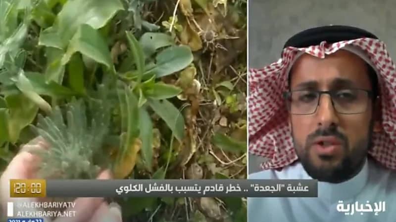 أستاذ عقاقير: عشبة " الجعدة " تضر الكبد حال استخدامها بطريقة خاطئة