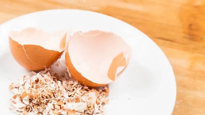 استخدامات متنوعة لقشور البيض