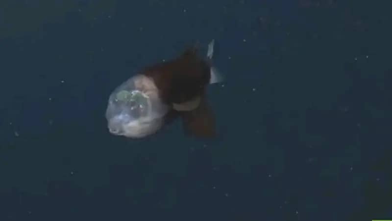 شاهد.. رصد سمكة "فضائية" برأس شفاف في أعماق المحيط الهادئ