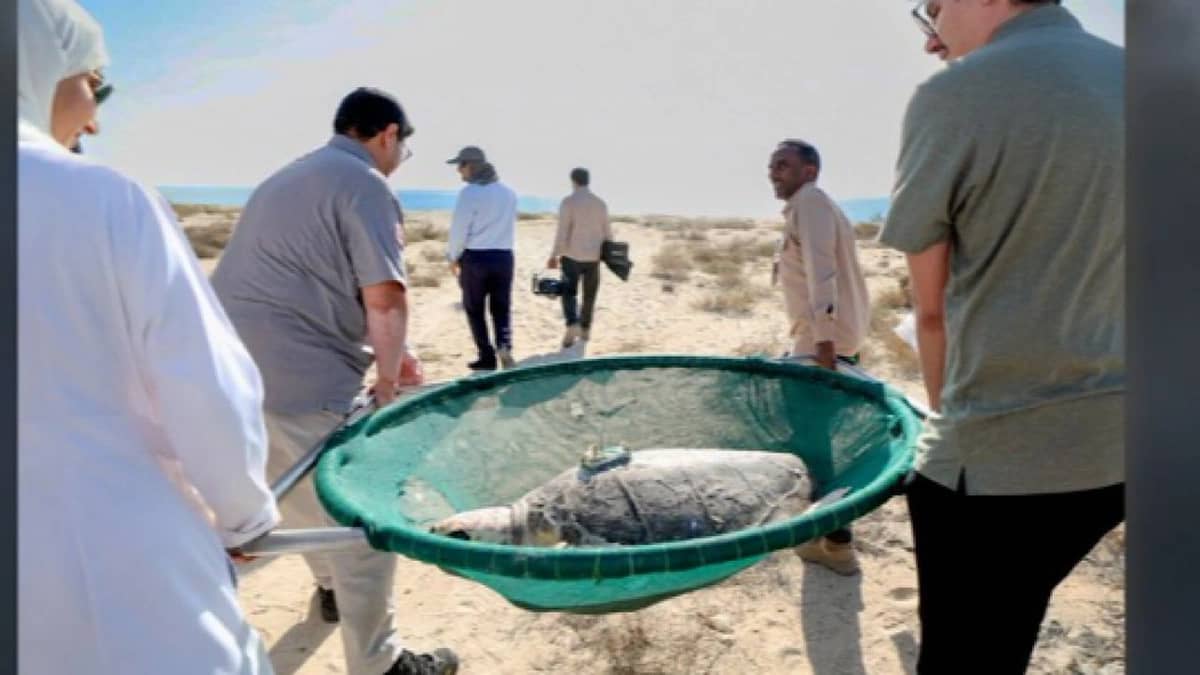 الحياة الفطرية تطلق سلحفاتي بحر بعد إعادة تأهيلهما في الجبيل