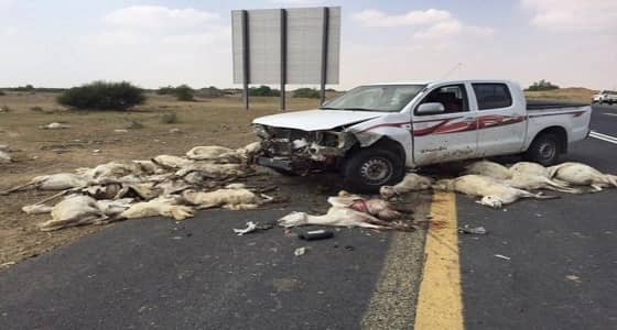 بالصور.. السرعة الزائدة تتسبب في نفوق أعداد كبيرة من الضأن بالقنفذة